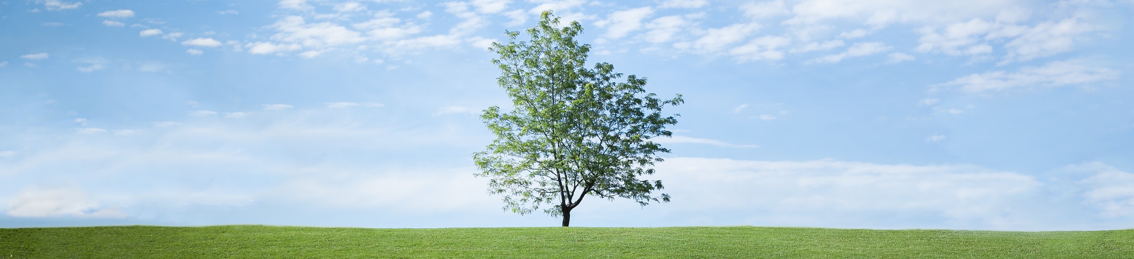 Photograph of a single tree in the middle of a field by Czerwinski